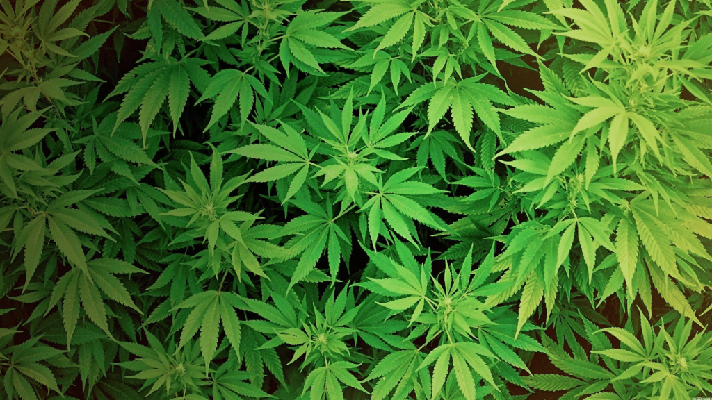 Mapping Marijuana Legalization