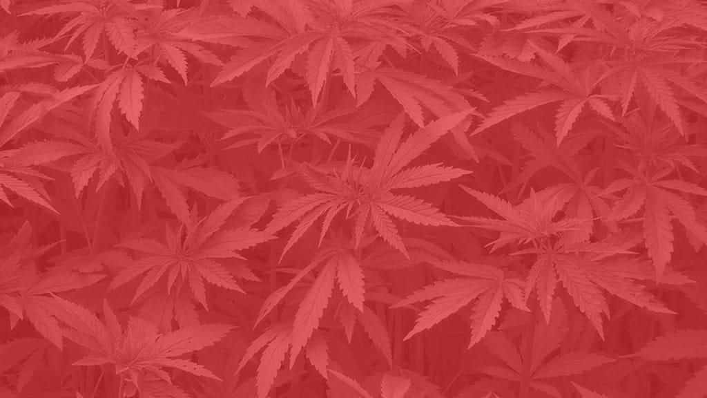 2016 Election: A State-By-State Cannabis Recap