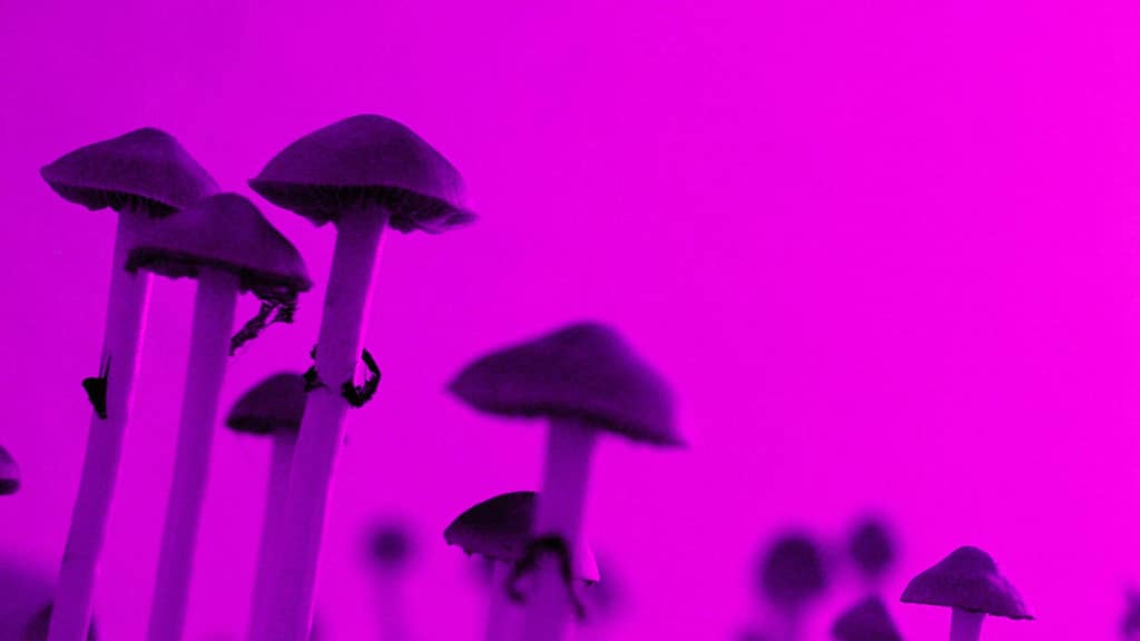 I received the largest dose of psilocybin ever administered in a published FDA study. Dose #2
