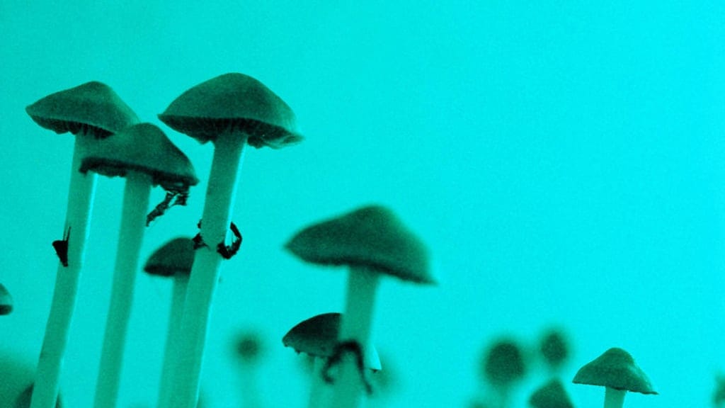 I received the largest dose of psilocybin ever administered in a published FDA study. Dose #1