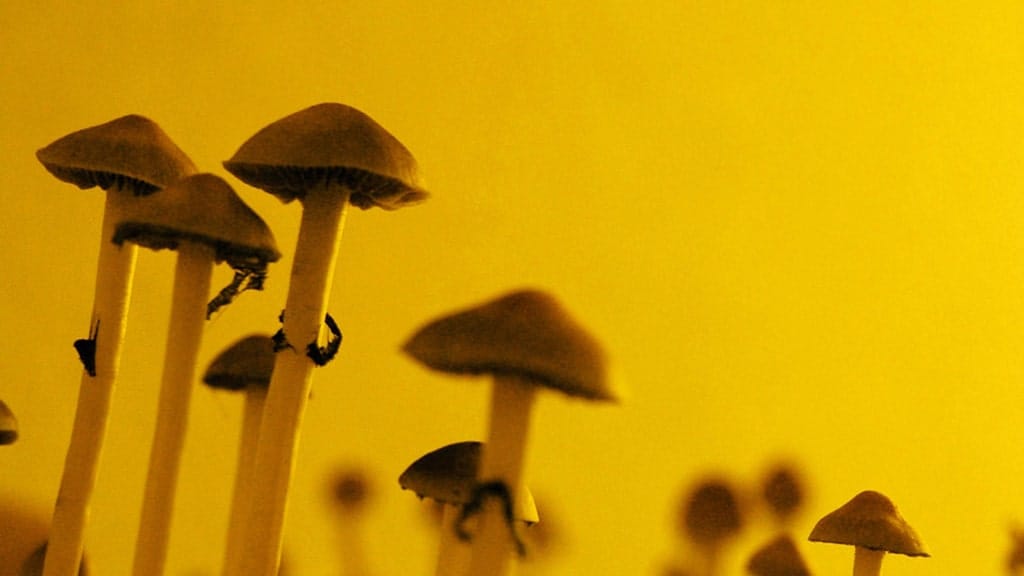 I received the largest dose of psilocybin ever administered in a published FDA study. Dose #3
