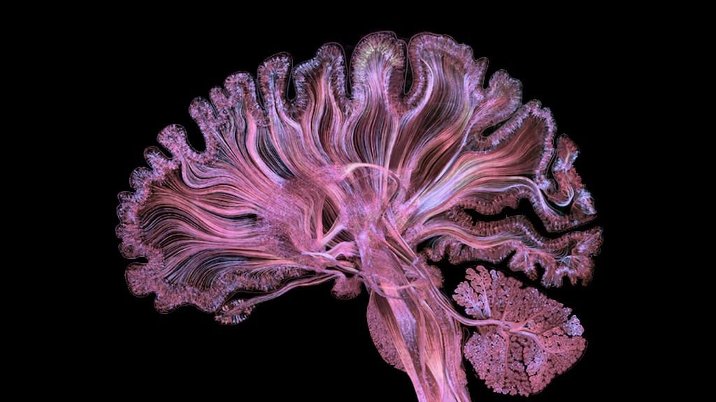 Your Brain on Psychedelic Drugs