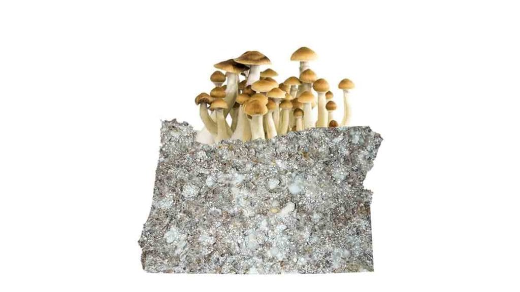 Could Oregon be the First State to Legalize Psilocybin Therapy?