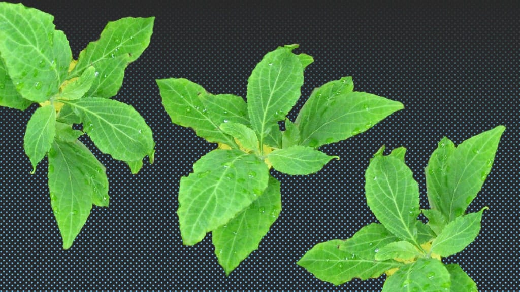 Salvinorin A. Is it possible to have a truly powerful painkiller that is not addictive?
