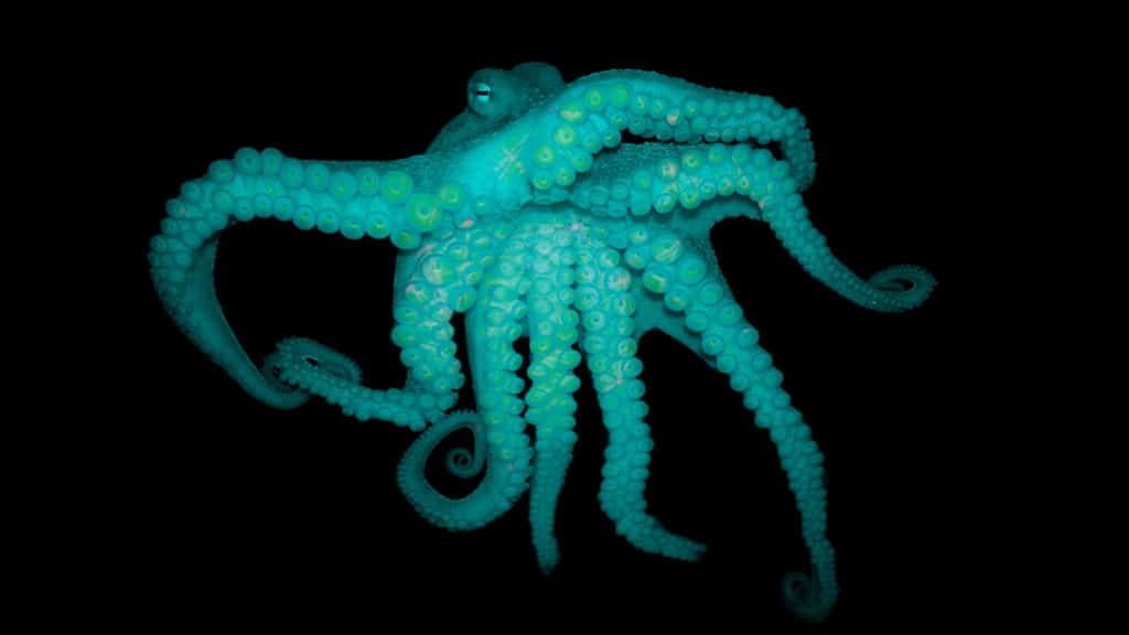 What happens when you give an octopus MDMA?