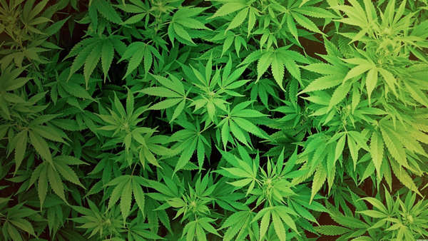 Mapping Marijuana Legalization